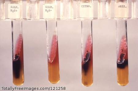 This triple sugar iron agar (TSI) tested for Salmonella (H2S+) and (H2S-); Citrobacter sp. and S. arizonae.
TSI is used when differentiating bacteria, primarily from the family Enterobacteriaceae, based on their ability to ferment glucose, lactose and sucrose, and to reduce sulfur to hydrogen sulfide.
CDC PHIL Image 5158
